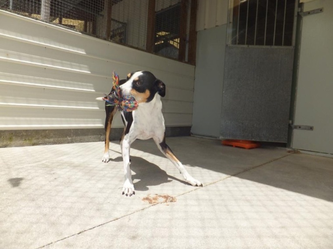 Maggie at Pethaven quarantine Auckland